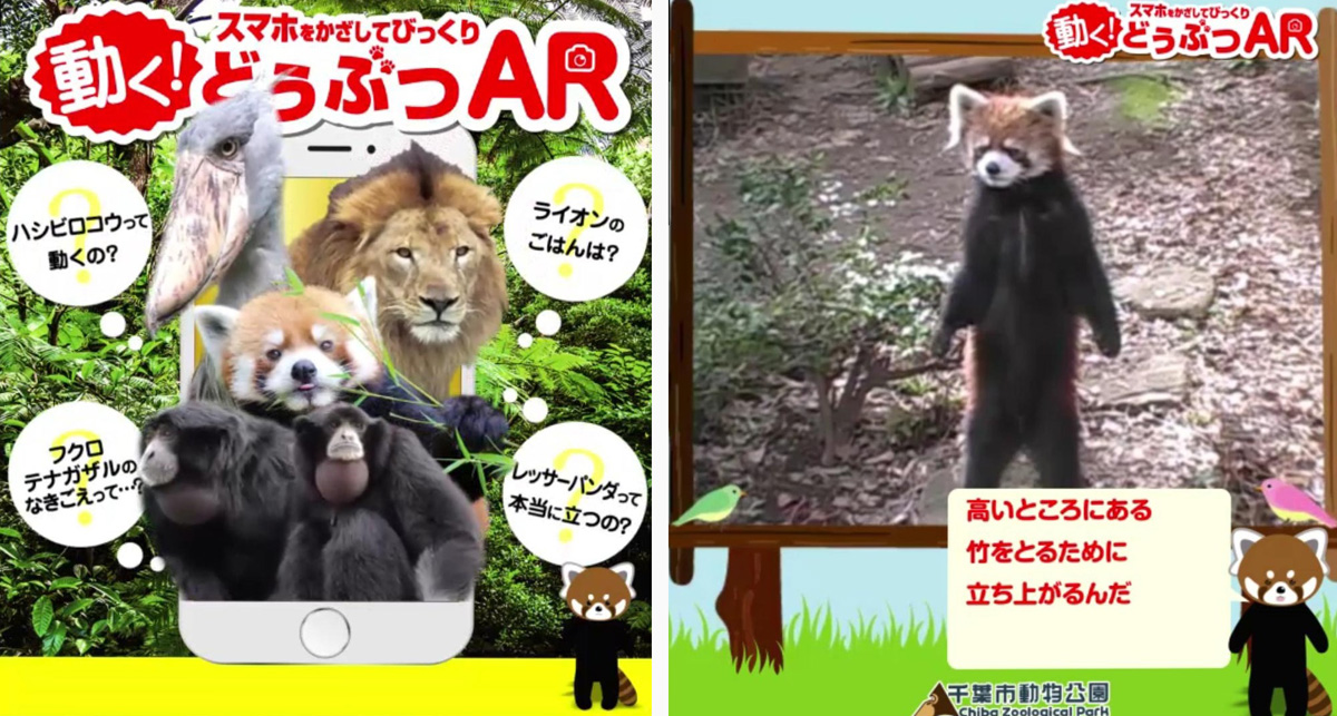 「千葉市動物公園」のレッサーパンダなどの動物の知識をAR動画で解説