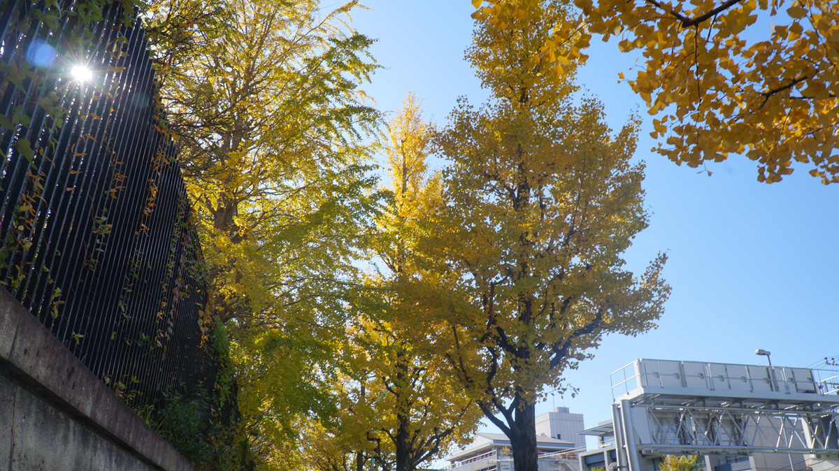 「AR×まちめぐりFUNJOG in 渋谷」の7ヵ所目のチェックポイントに向かう途中で見えた銀杏並木