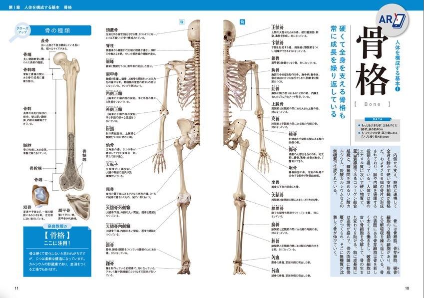 スマホをかざしてAR体験をすることができる骨格のページ