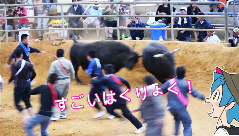 うるま市多目的ホールで行われている闘牛の様子