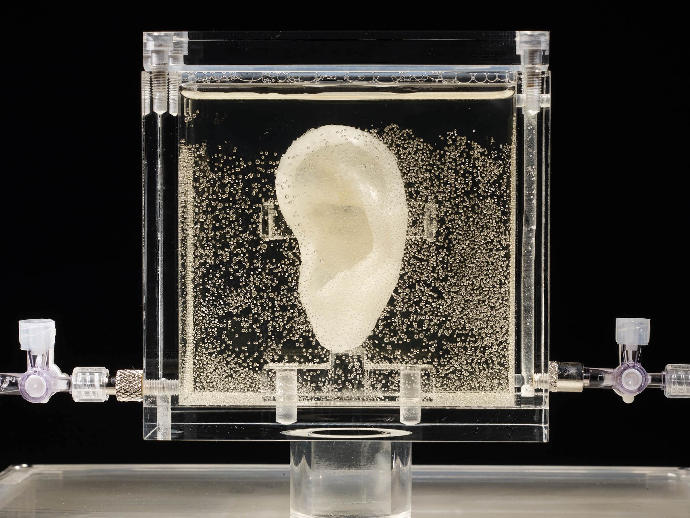 「未来と芸術展」のバイオ・アトリエに展示されるゴッホの切り落とされた耳の再現作品